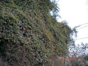 Formation of wild grape in Nabran.