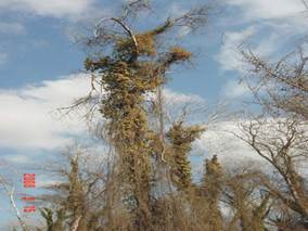 Samples of wild grapes in forest number 1 (Khachmaz d.)