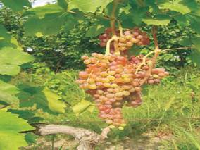 Sample of wild grape