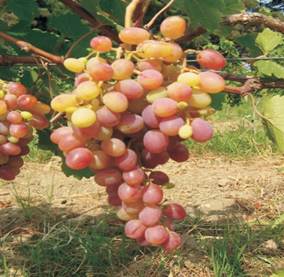 Absheron qizil uzumu