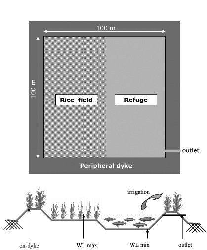Fig: Design and structure of rice-fish integration system.