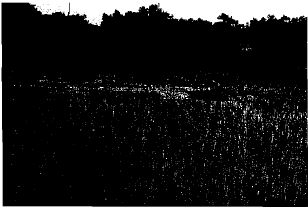 Fig: Noukuchi Rice field